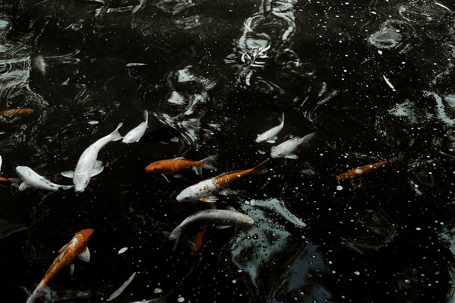 cyprus, fish, water, red, nature, group of animals, animal themes HD wallpaper