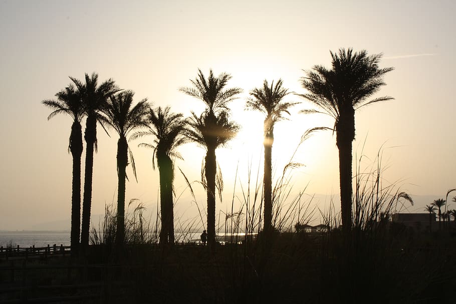 spain, isla cristina, tree, beach, palm tree, sky, plant, tropical climate HD wallpaper