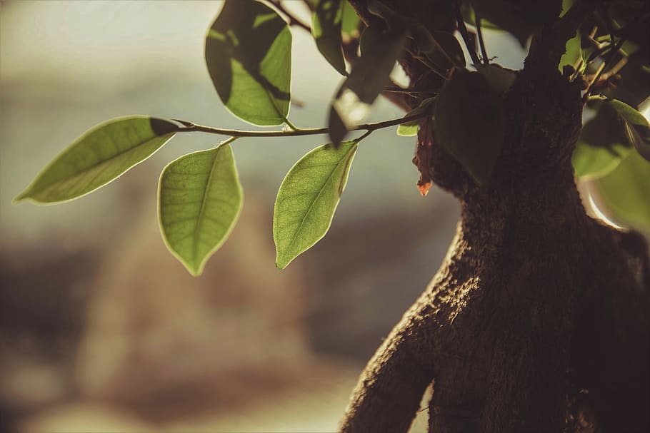plant, nature, leafs, tree, focus on foreground, plant part HD wallpaper