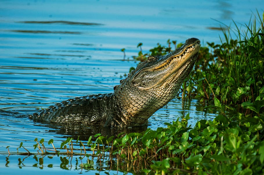 Alligator Near Water Plant On Body Of Water, animal, Crocodile, HD wallpaper