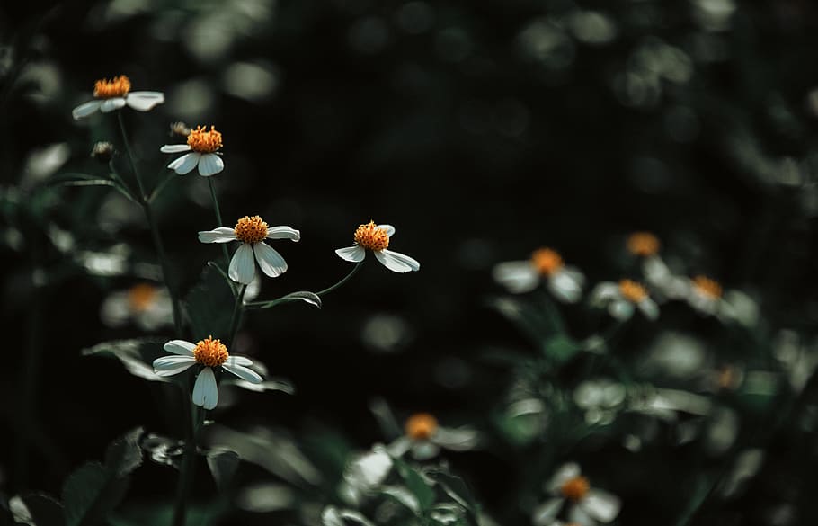 Close-up Photo of White Petaled Flower, bloom, blooming, blossom HD wallpaper