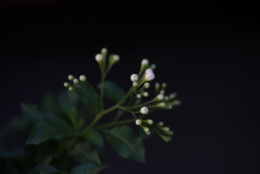 black, bloom, blossoms, flowers, green, plants, white, leaf HD wallpaper