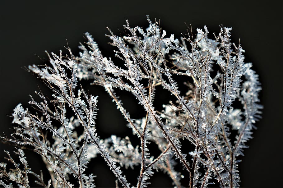 winter, frost, zing, ice, crystals, icy, close-up, no people HD wallpaper
