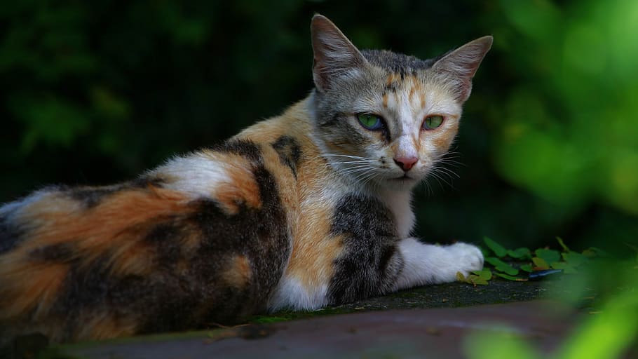nepal, kathmandu, domestic cat, animal themes, one animal, mammal HD wallpaper