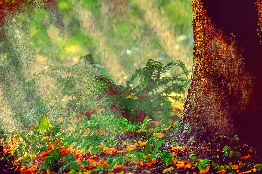 sprinkler, irrigation, backlighting, water, spray, inject, spraying HD wallpaper