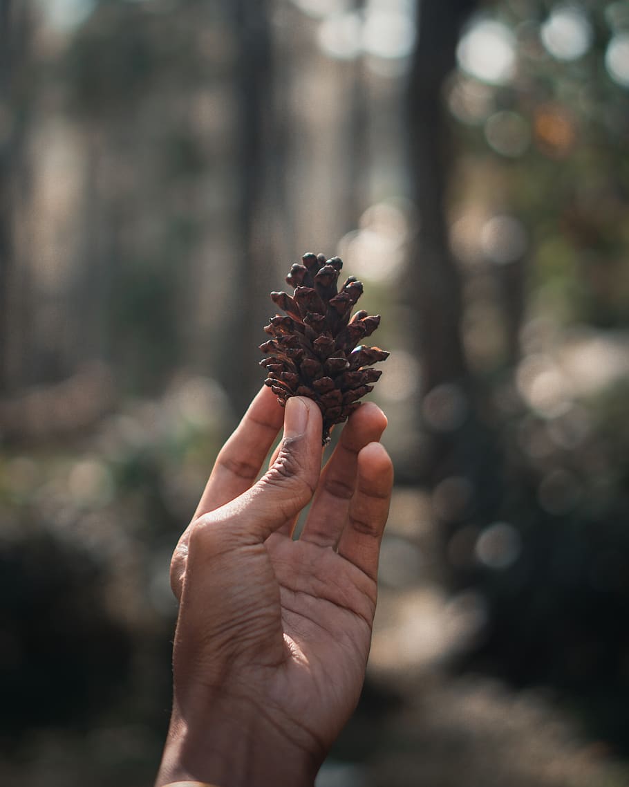 person holding pinecone, human hand, human body part, one person HD wallpaper