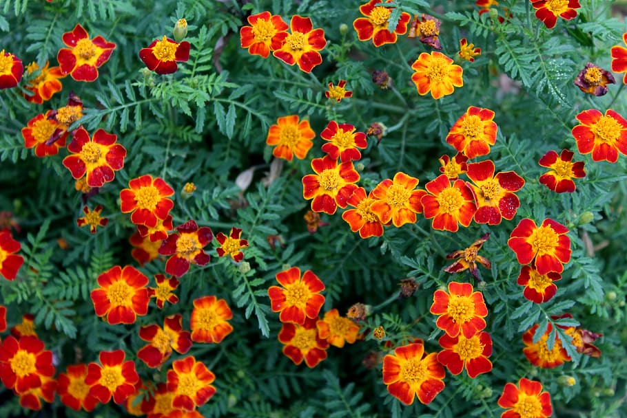 flowers, marigold, tiny flowers, nature, plant, color, autumn HD wallpaper