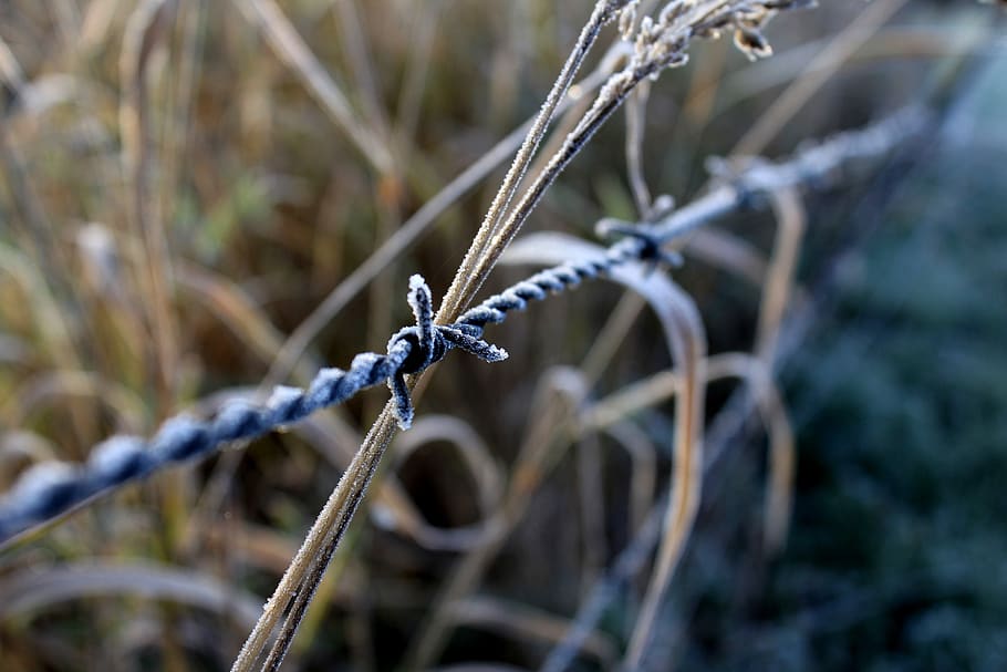 wire, fence, grass, hay, frost, morning, wheat, cold, metal HD wallpaper