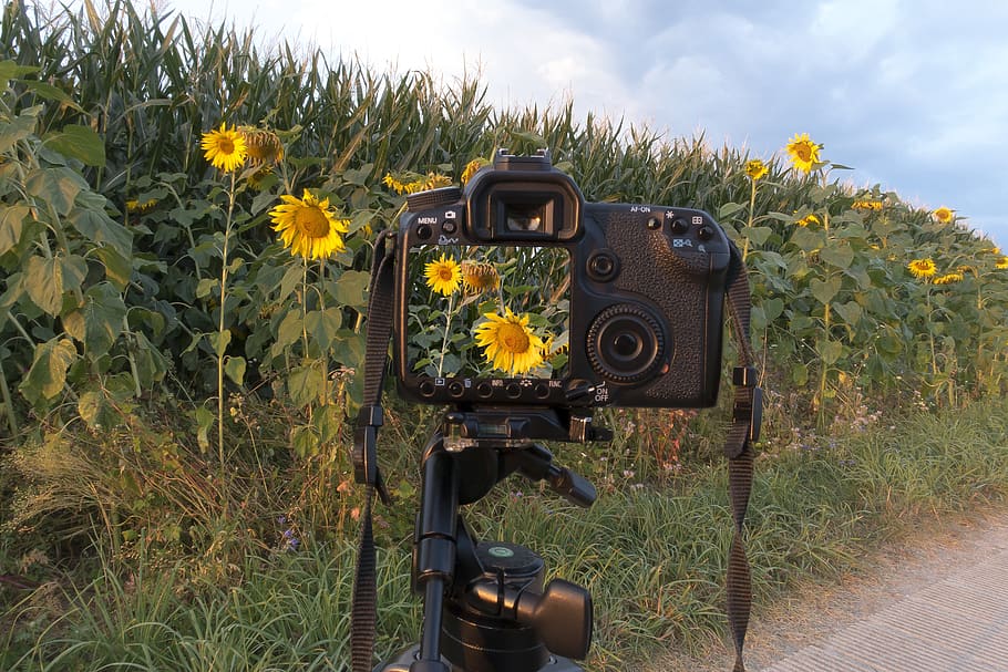 sunflower, camera, control panel, helianthus annuus, nature HD wallpaper
