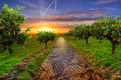 garden, tree, orange, nature, fruit tree, green, landscape HD wallpaper