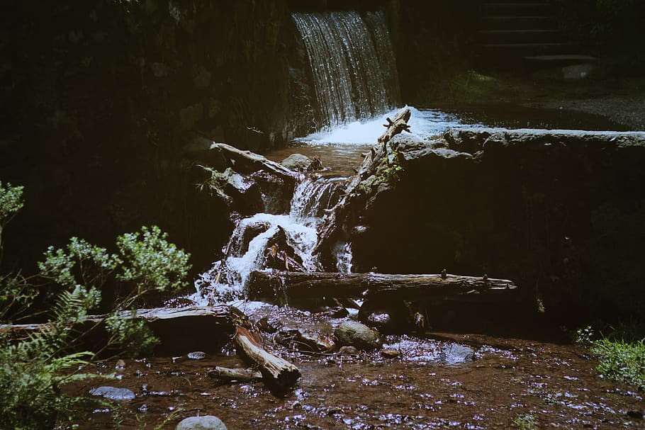 mexico, ciudad de méxico, desierto de los leones, water, movement