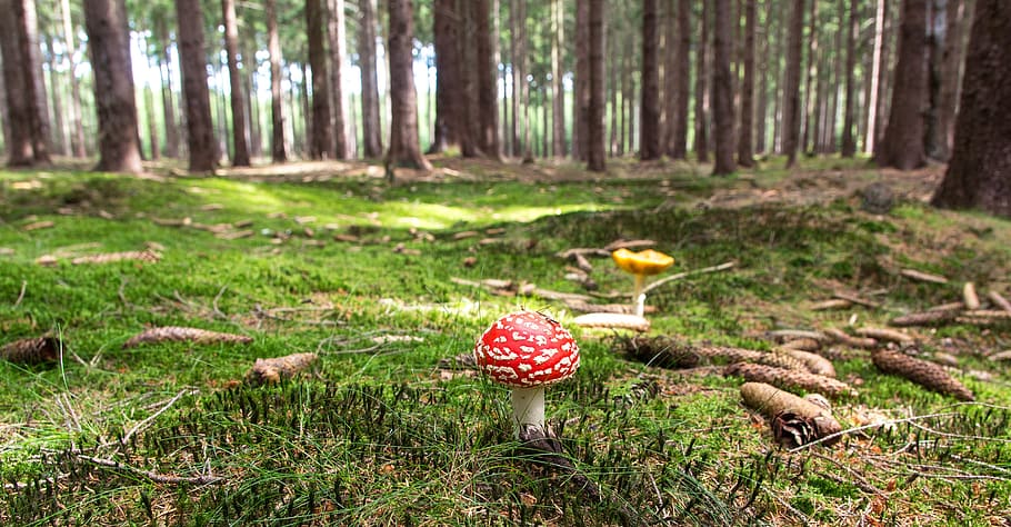 Red and White Mushroom Beside Yellow Mushroom Near Green Trees during Daytime HD wallpaper