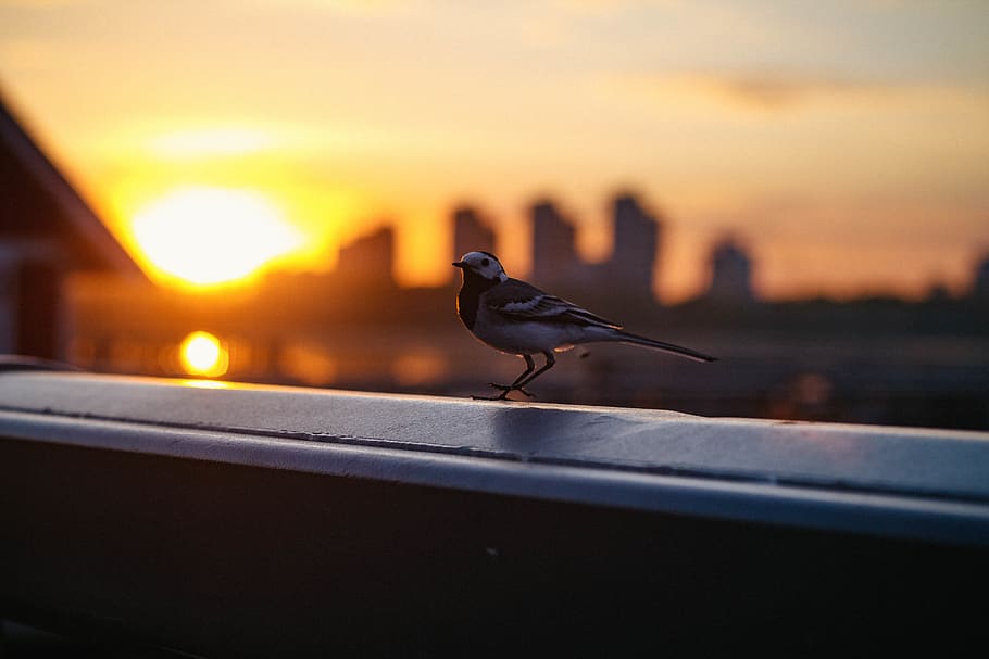 bird, sun, sunset, city, animal, animal themes, animals in the wild HD wallpaper