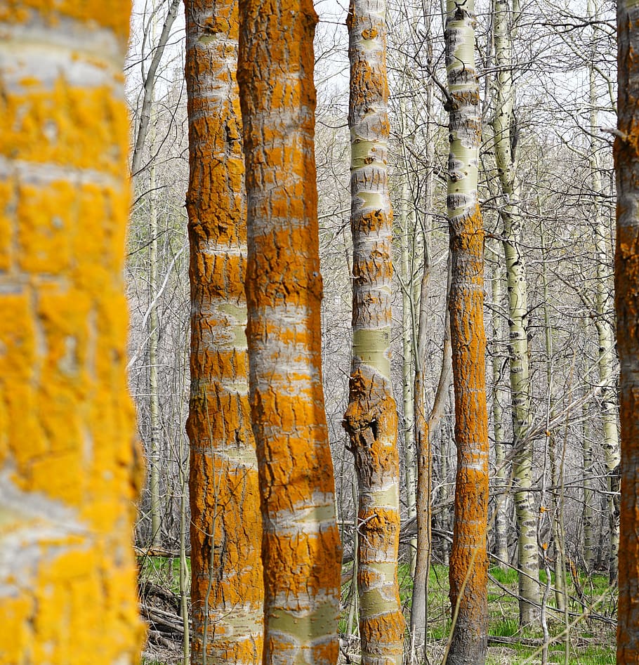 plant, tree, tree trunk, birch, maple, redwood, arrow, symbol HD wallpaper