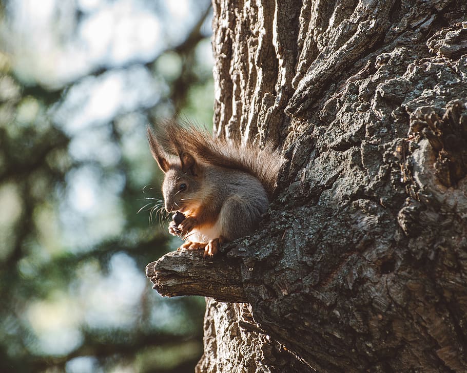 russia, ufa, animal themes, tree, one animal, mammal, animal wildlife HD wallpaper
