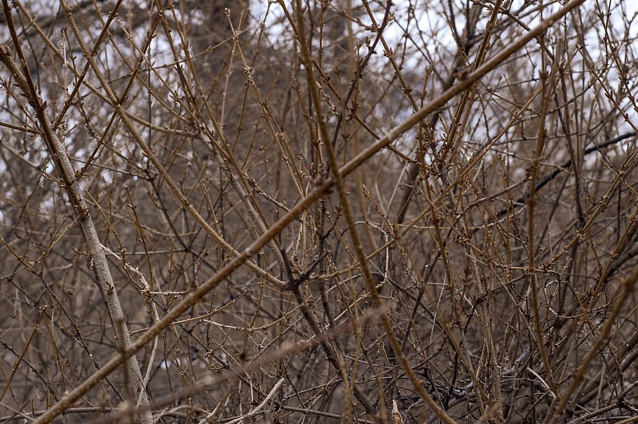 plant, tree, animal, bird, bee eater, jay, accipiter, blackbird HD wallpaper