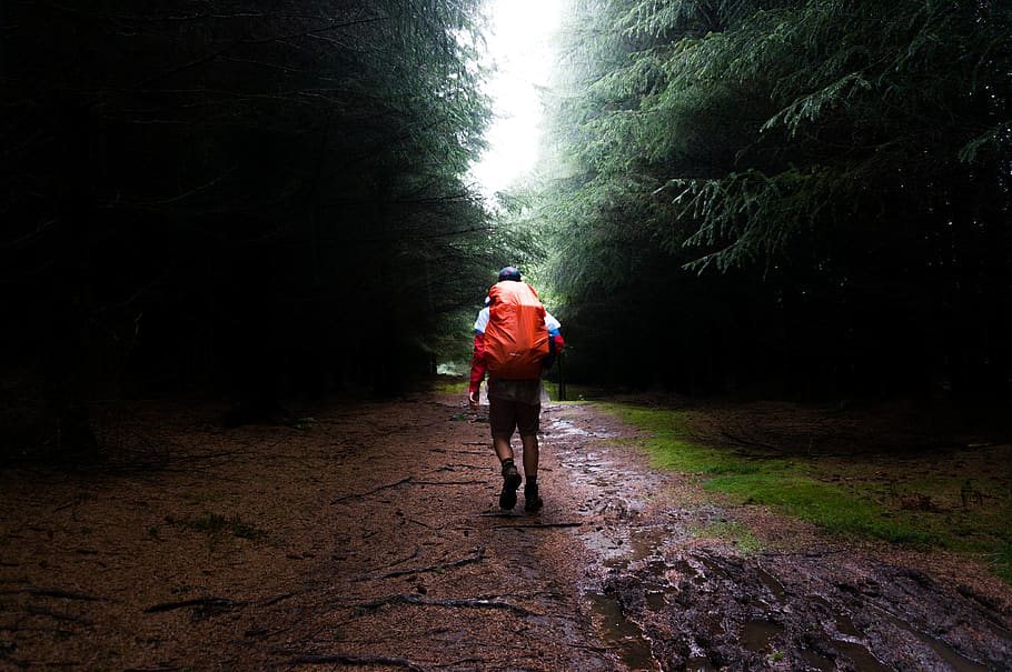 trees, grass, rain, wet, road, pathway, leaves, wood, travel HD wallpaper