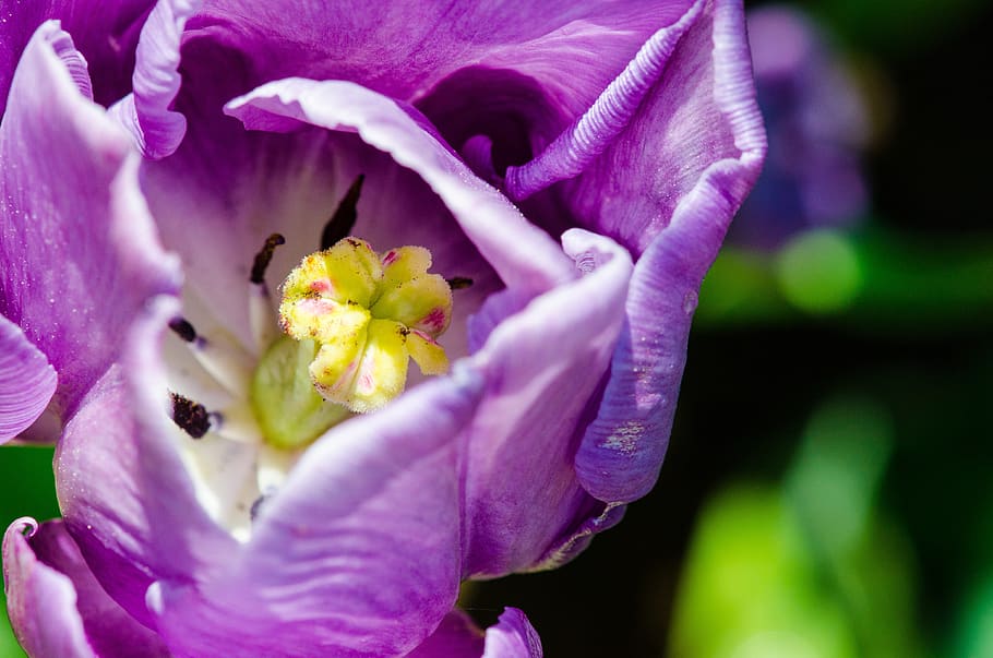stamp, flower, nature, close up, garden, stamen, pollen, spring HD wallpaper
