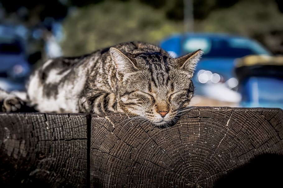 cat, sleeping, sunbathing, kitten, lazy, resting, kitty, portrait HD wallpaper