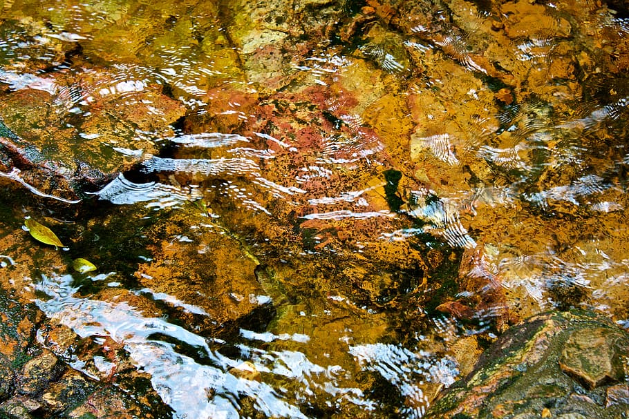 china, guangdong, wet, leaf, river, stream, rock, nature, wild HD wallpaper