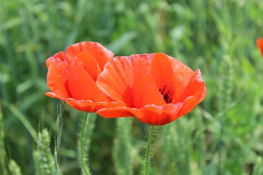 mack, flower, red, meadow, field, summer, maki, flowering plant HD wallpaper