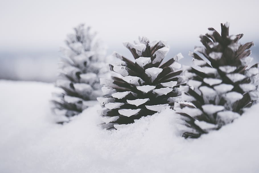 Three Brown Pine Cones On Snow Close-up Photography, cold, frost HD wallpaper