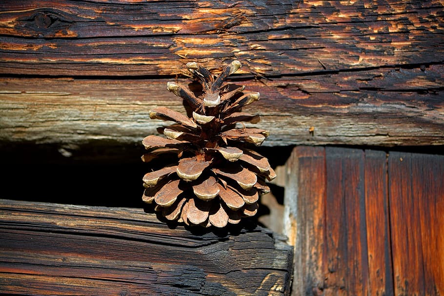 pine, cone, nature, wood, wooden, texture, wood - material HD wallpaper