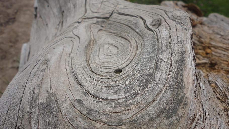 gray wood log, wood - material, bark, tree, close-up, tree stump HD wallpaper