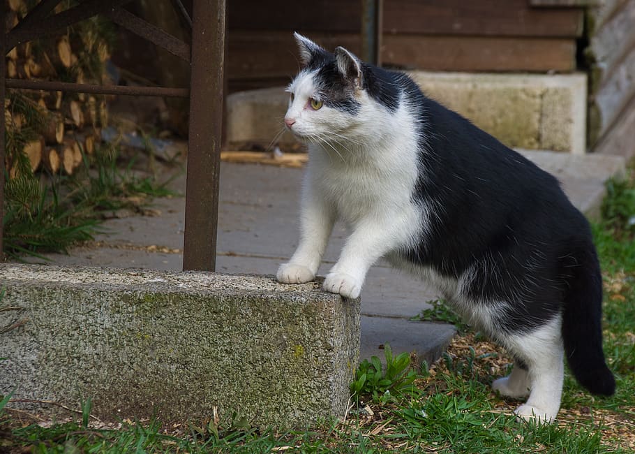 cat, hunt, attention, predator, carnivores, animal, nature HD wallpaper