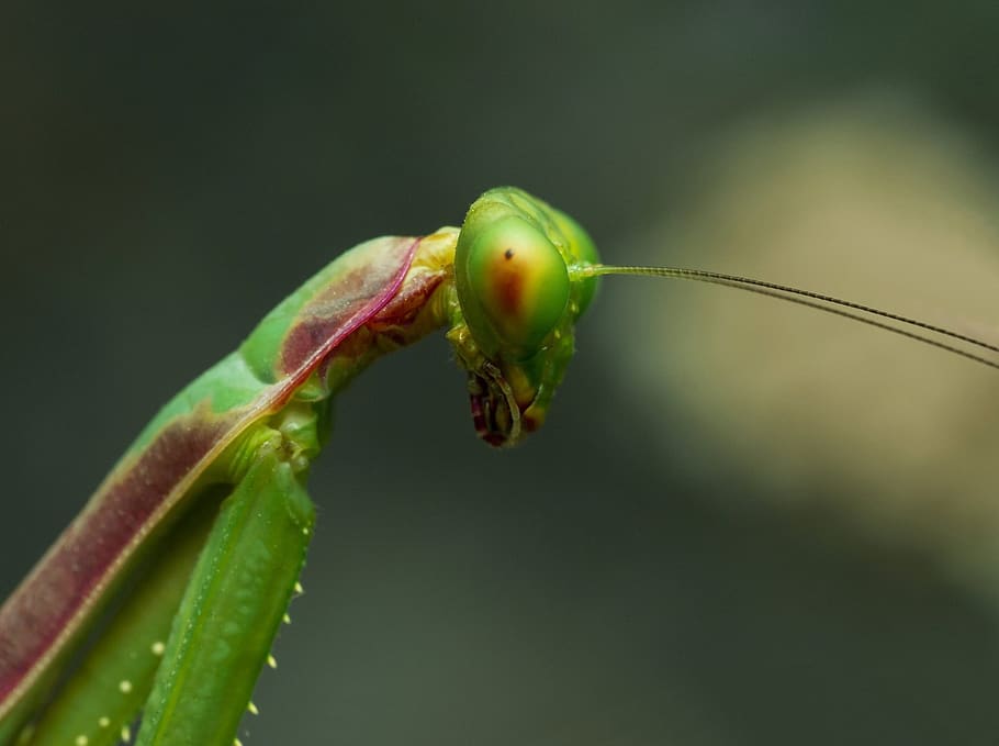 nature, leaf, insect, invertebrate, outdoors, macro, mantis HD wallpaper