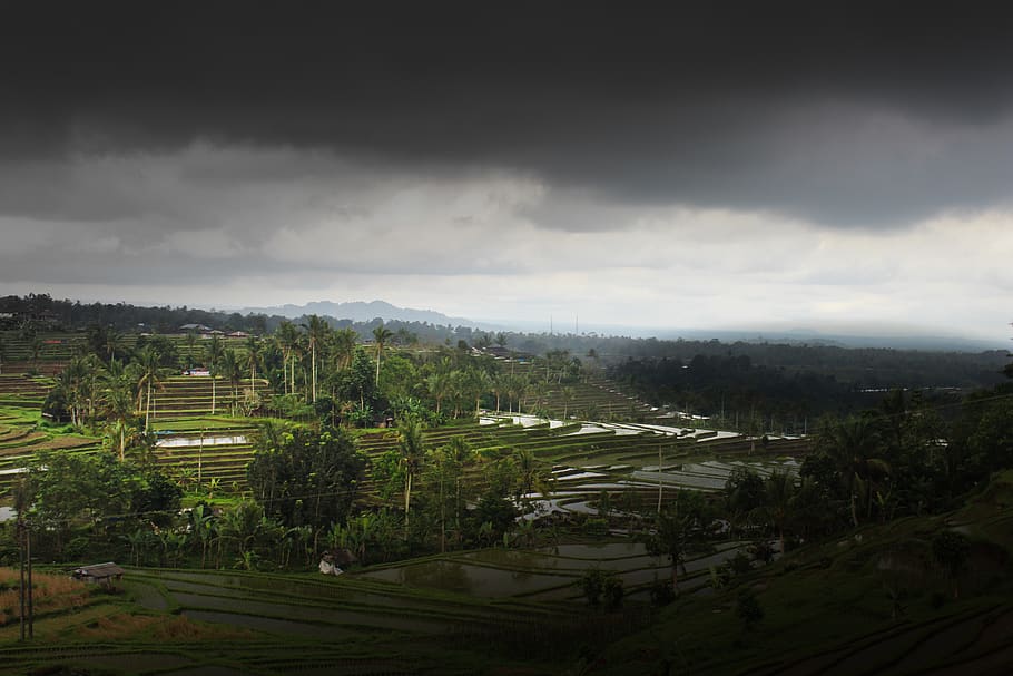 bali, indonesia, overcast, fields, rice, sky, dark, terrace HD wallpaper