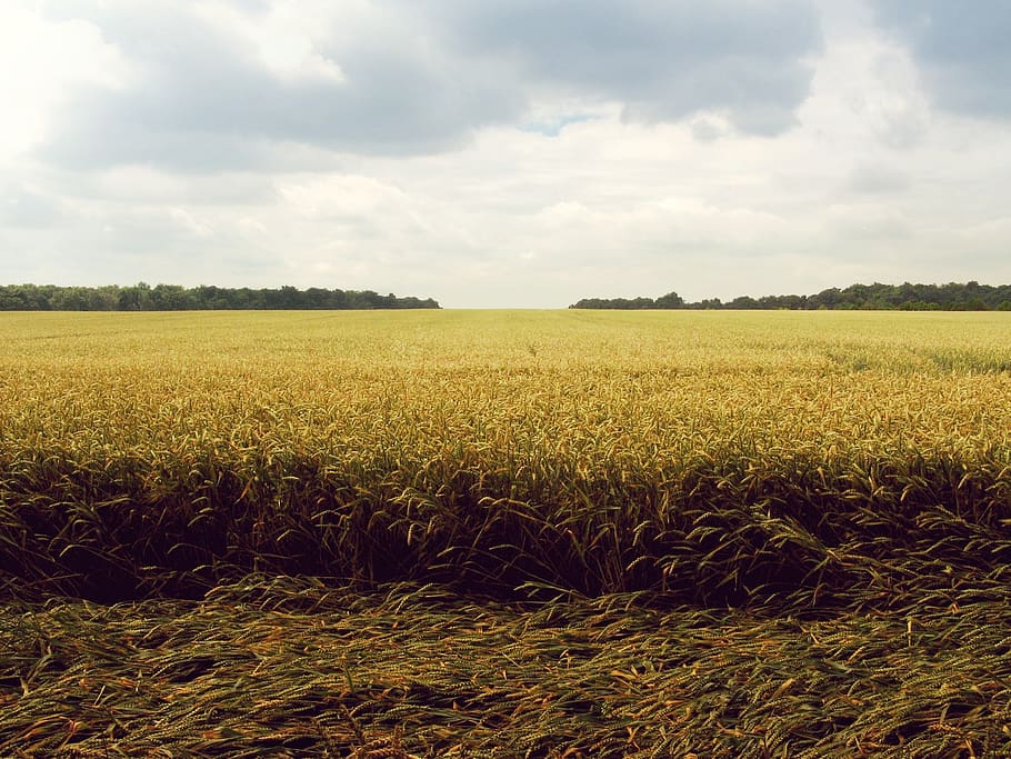 sky, clouds, sun, fields, farm, country, grass, wheat, trees HD wallpaper