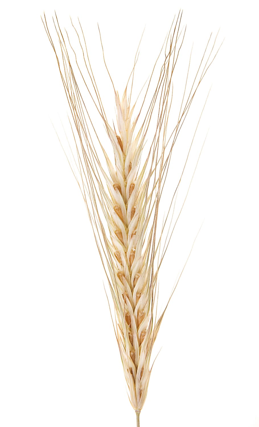 wheat, white, white background, studio shot, close-up, crop, HD wallpaper