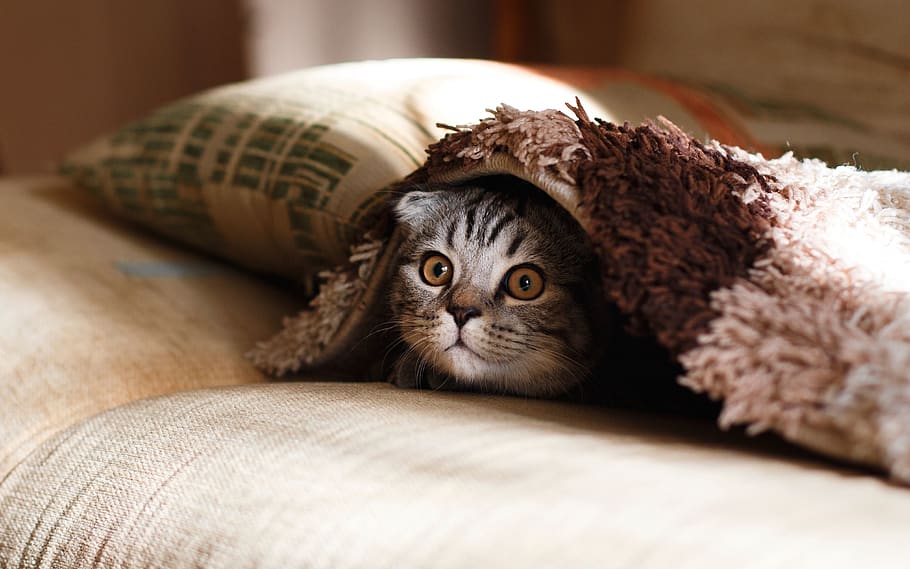 pillow, case, blanket, cat, animal, pet, animal themes, one animal HD wallpaper