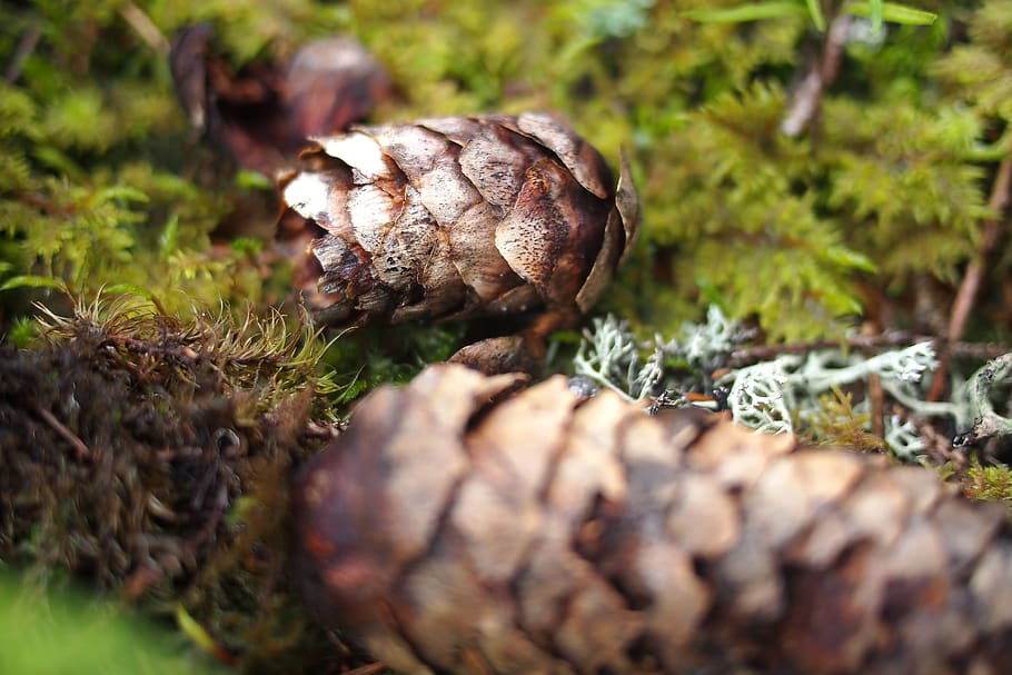 pinecone, forest, ground, nature, france, detail, moss, green, HD wallpaper