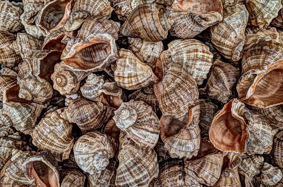 shell, sink, nature, sea, beach, life, ocean, ornament, coast HD wallpaper