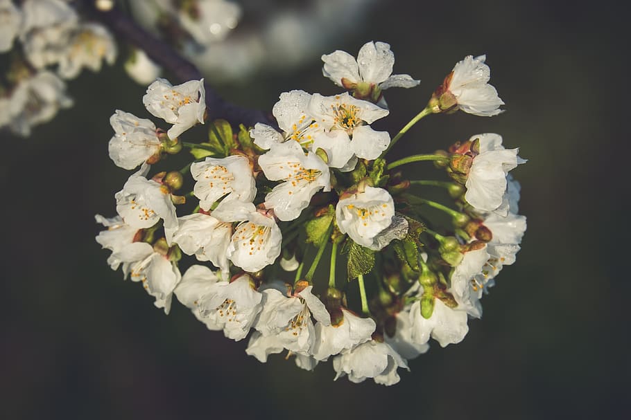 cherry blossoms, tree, branch, bloom, white, cherry tree, spring HD wallpaper
