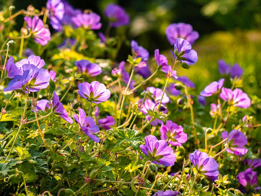flowers, garden, bloom, backlighting, flowering plant, beauty in nature HD wallpaper