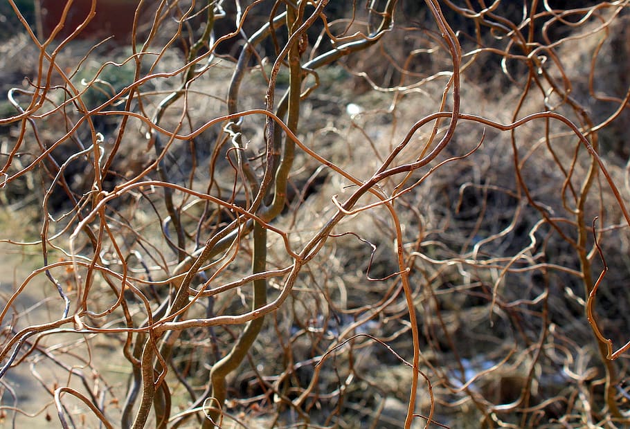 tree, nature, dry, plant, at the court of, winter, landscape HD wallpaper