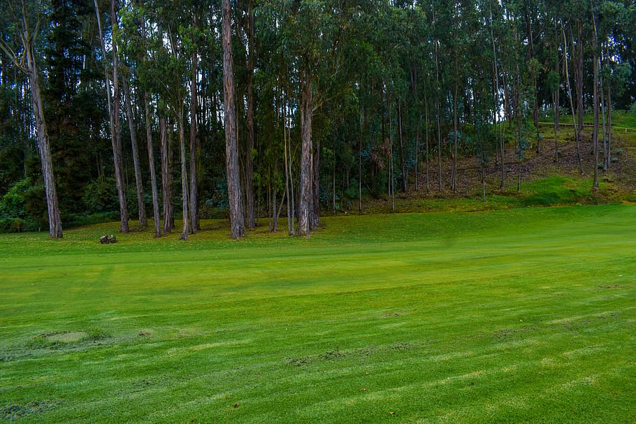 plain, lawn, green, grass, gardening, tree, plant, green color HD wallpaper