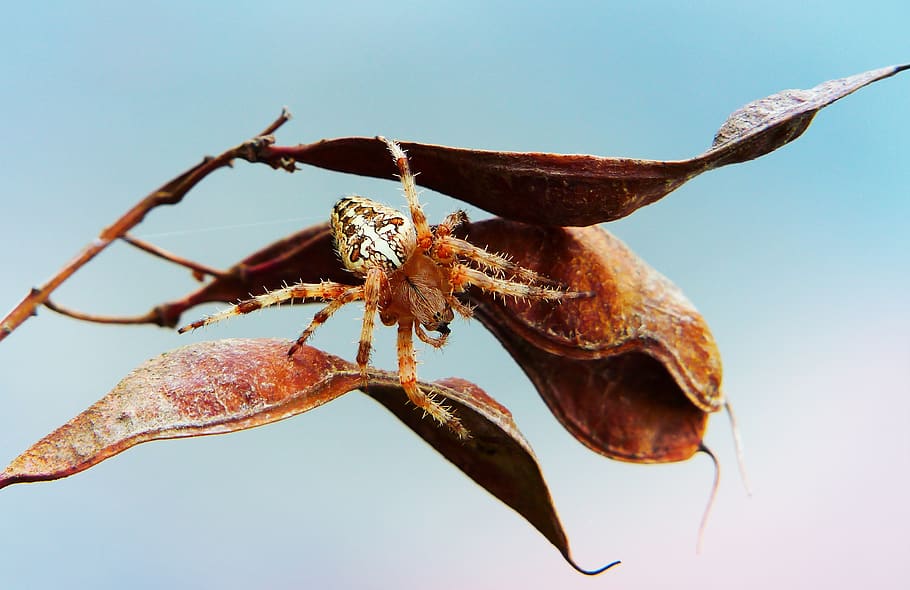 brown and black spider, arachnid, insect, invertebrate, animal HD wallpaper