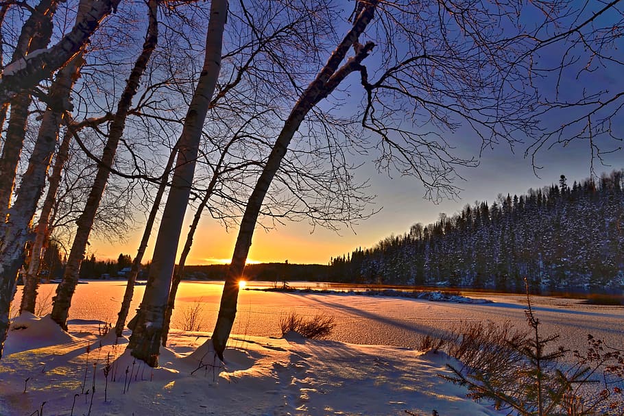 Snow Covered Forest during Dusk, branch, branches, calm, cold HD wallpaper