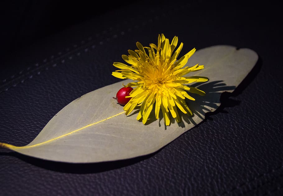 julians_photos, flower, yellow, flowering plant, freshness HD wallpaper