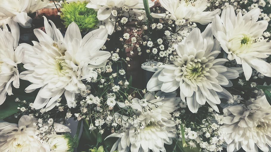 nature, flowers, flowering plant, freshness, vulnerability HD wallpaper
