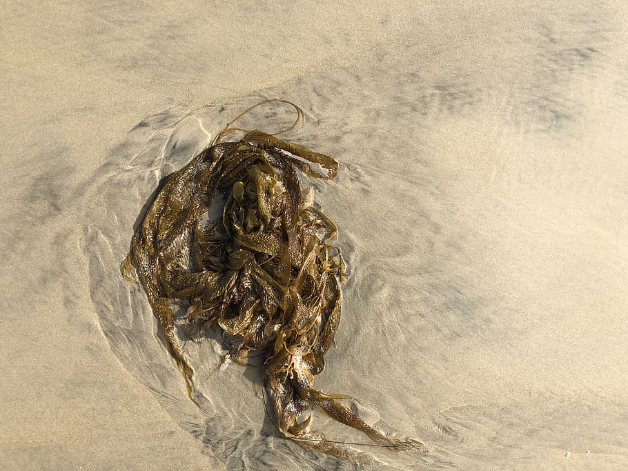 united states, del mar, washup, kelp, pattern, sand, beach, HD wallpaper