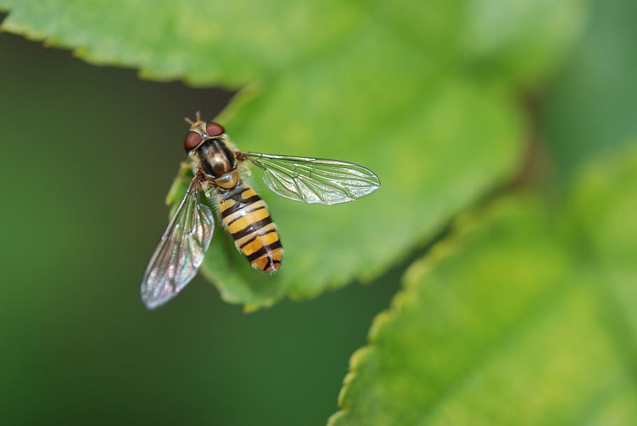 Shallow Focus Image of Brown and Black Bee on Green Leaf, close-up HD wallpaper
