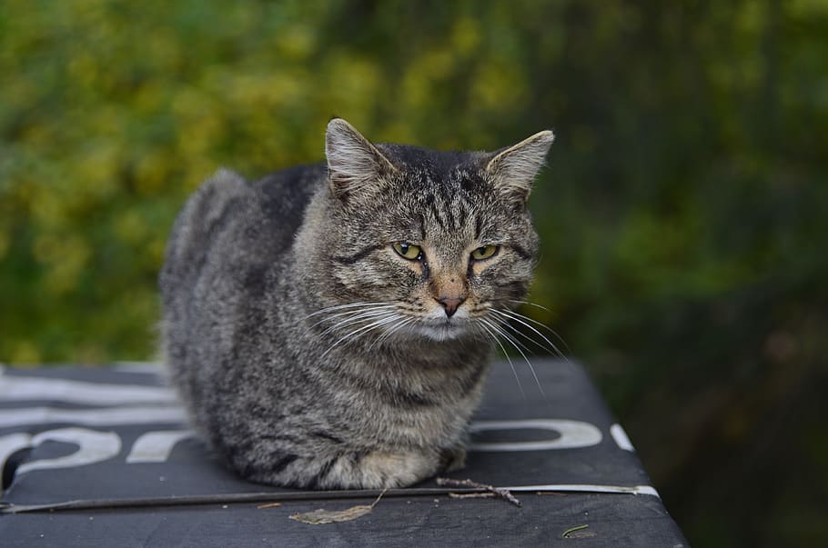 animals, nature, cute, cat, outdoors, feline, pets, mammal HD wallpaper