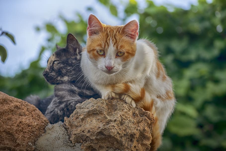 cat, stone, look, portrait, feline, curious, animal themes HD wallpaper