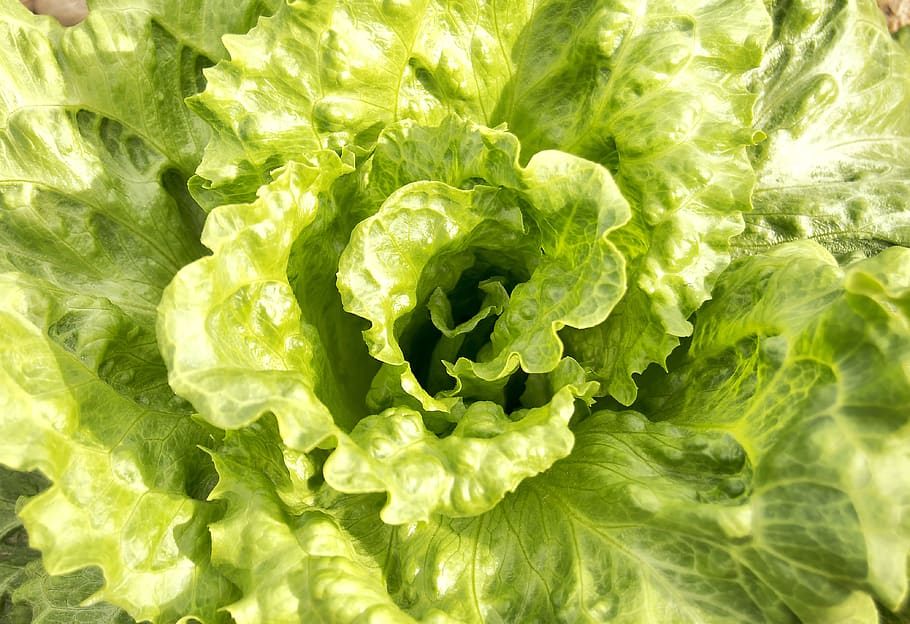 Hd Wallpaper Lettuce Green Leaves Vegetables Healthy Eating Green Color Wallpaper Flare 8858