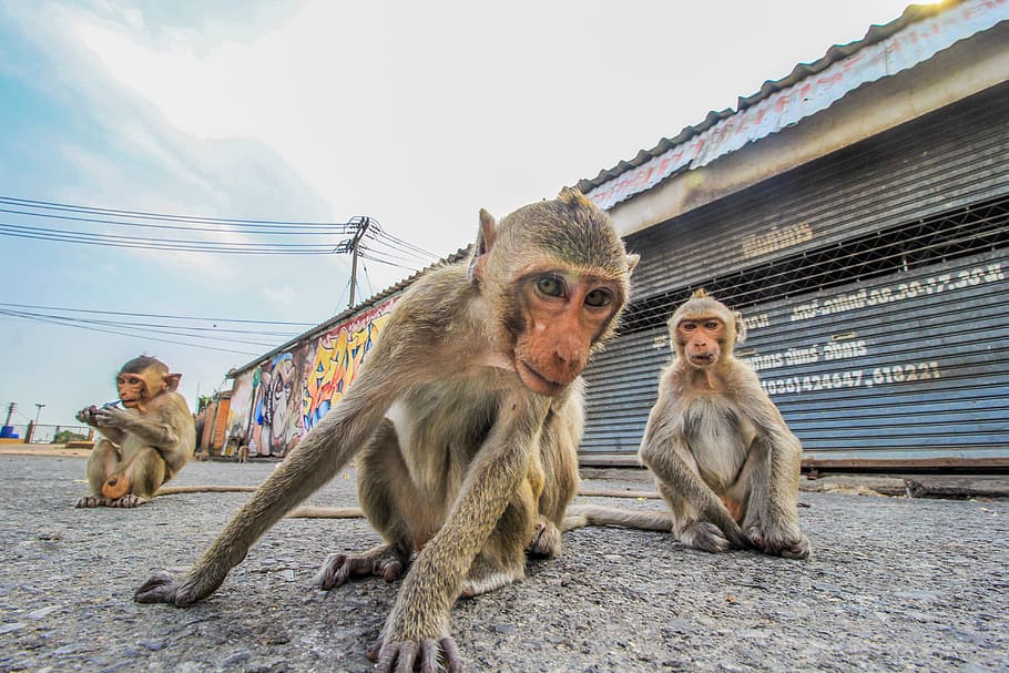 Monkeys in Lopburi, Thailand, lopburi thailand, wild animal, wildlife, HD wallpaper